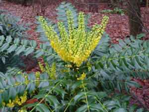 Mahonia media Underway
